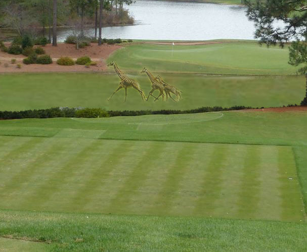 The Magnetic Properties of Water