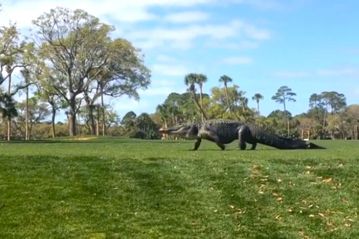 Alligators are Popping Up on Golf Courses in Large Numbers this Season