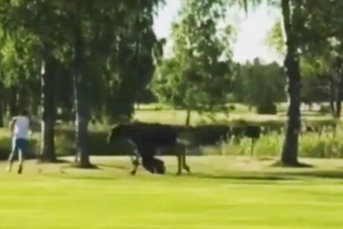 Elk-Chases-Swedish-Golfer-