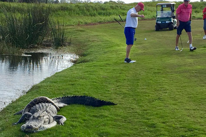 Alligator-and-Python-Battle-on-Course-in-Florida
