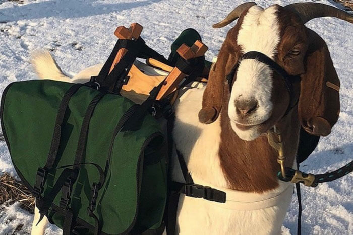 Goat Caddies