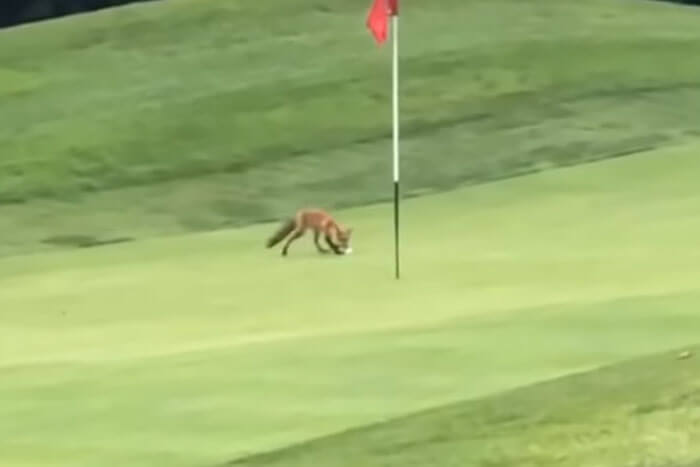 Playful-Baby-Fox-Steals-Golf-Ball-Right-Off-the-Green