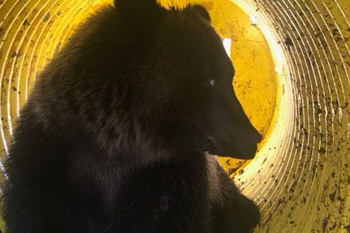 Grizzly-Bear-Caught-Vandalizing-Golf-Course-In-Montana