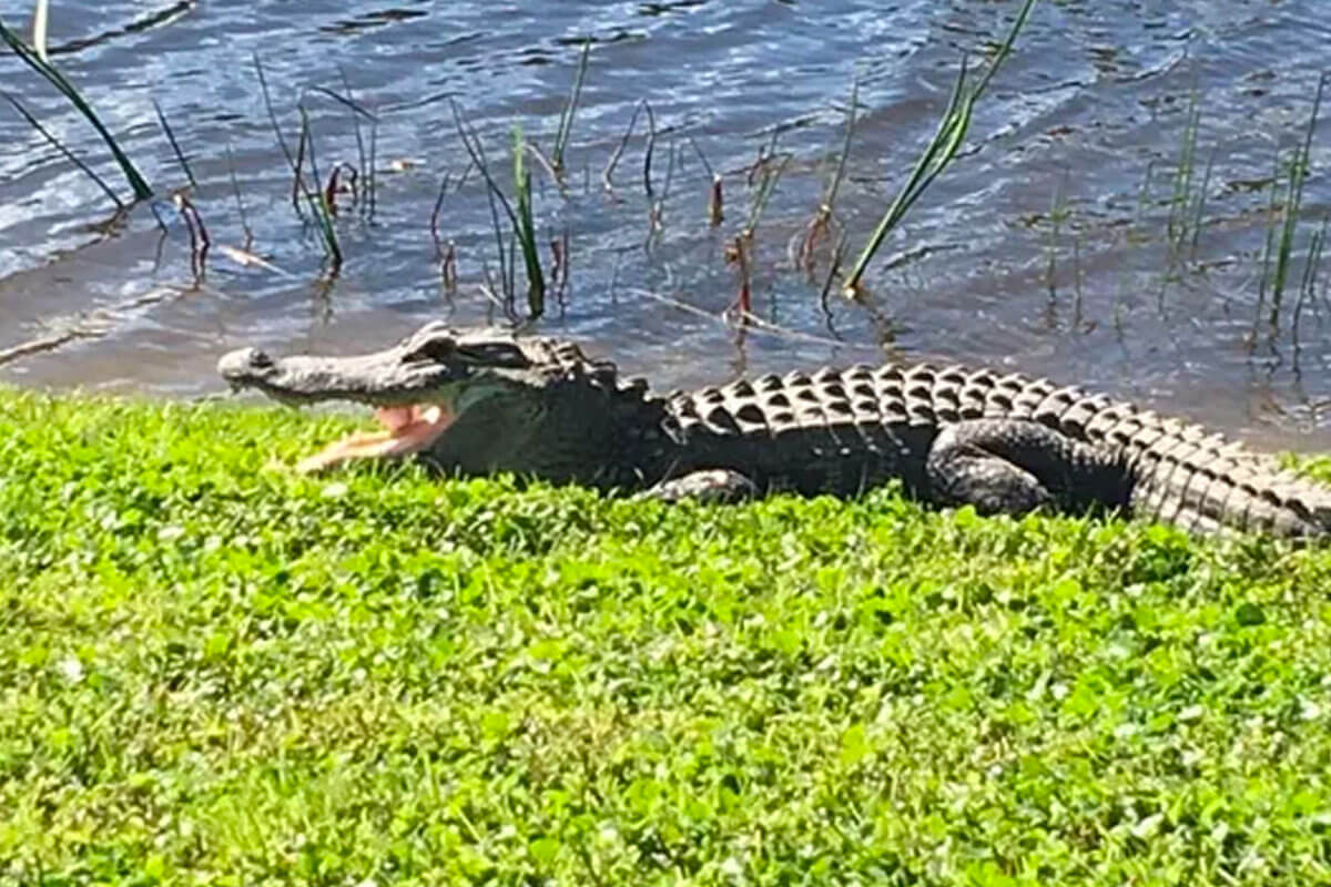 Alligator-Catches-Golf-Ball