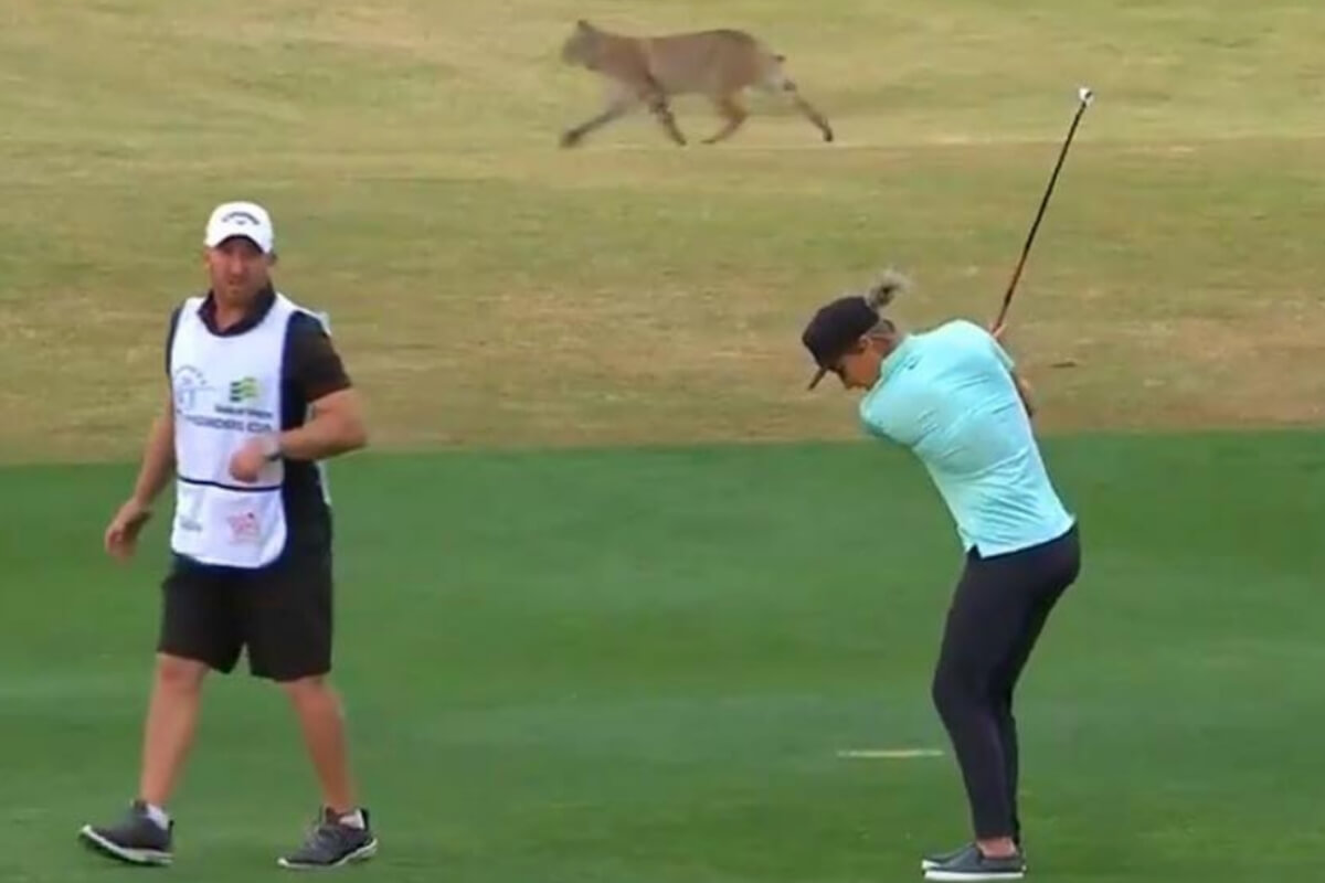 Bobcat Attacks Golfer