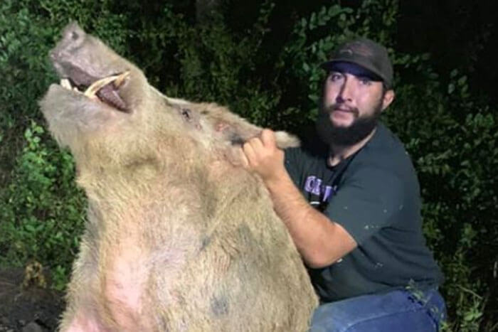 Huge-400-Pound-Hog-Trapped-On-Texas-Golf-Course