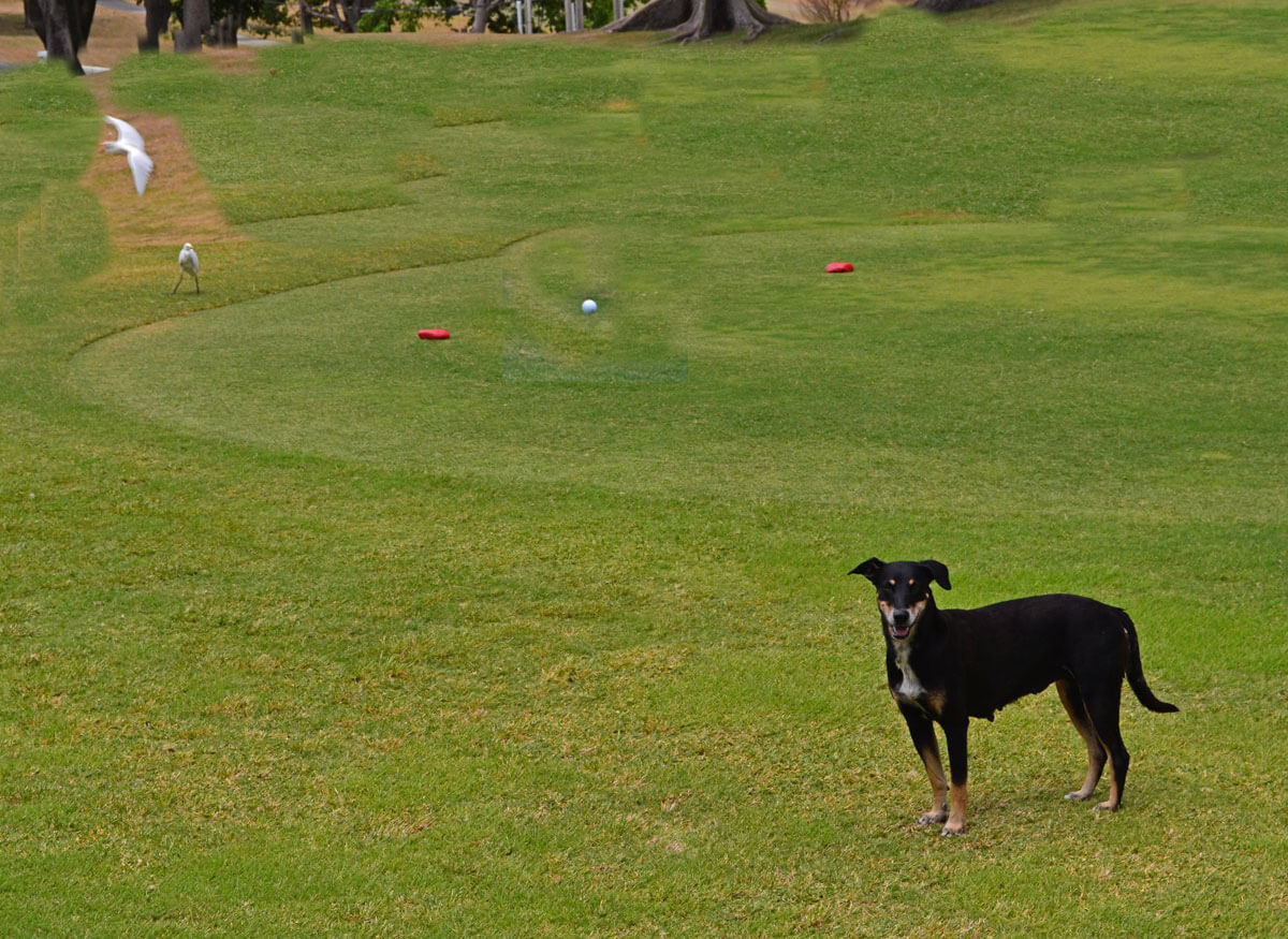 Island-of-Nevis-Golf-Loving-Dog-2