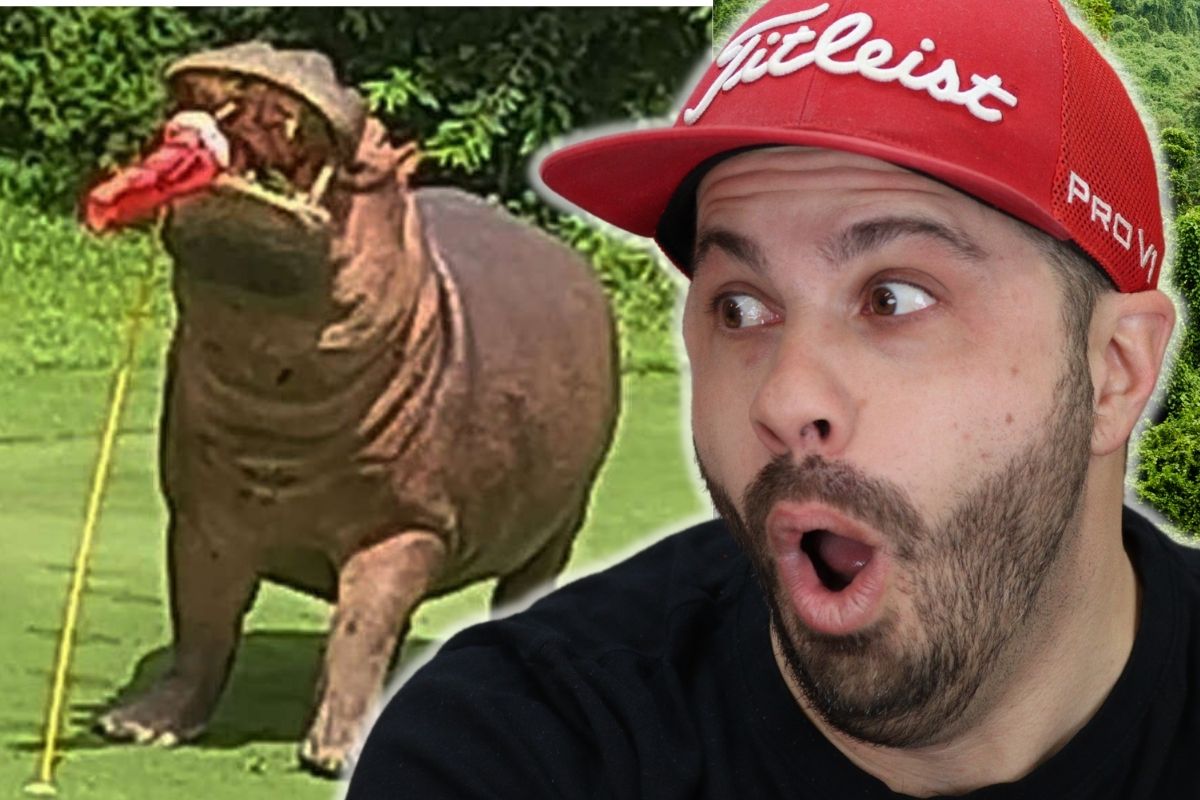 REACTS ANIMAL ATTACKS